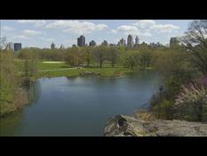 During lockdown, Central Park helps New Yorkers stay "sane"