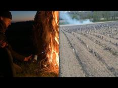 In Indre-et-Loire, braziers to protect the vine from a brutal thaw