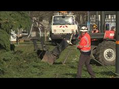 Storm Ciara: in Strasbourg, officers clear fallen trees on tram tracks