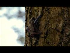 In Belarus, bats spend the winter in the fridge