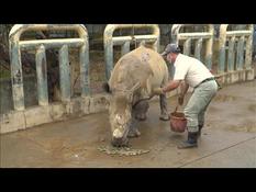 Emma, Taiwanese rhino in search of love in Japan