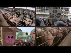 China, an opportunity to revive the Argentine pork industry
