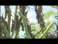 Kenya: Locust invasion threatens country’s food security