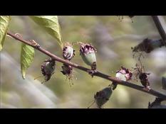 "Unrecoverable": in the Drôme, frost ravages apricot trees