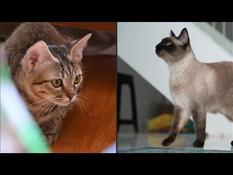 International Cat Day: a feline behaviorist helps cha owners