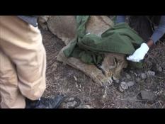Kenya continues to mount GPS collars on lions