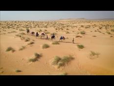 STOCKSHOTS: dromedaries and dunes in the Mauritanian Sahara