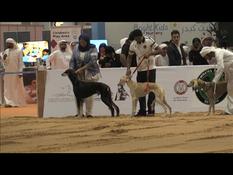Beauty contest for dogs at the Abu Dhabi hunting fair