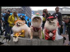 Disguised dogs parade for Halloween in Boston