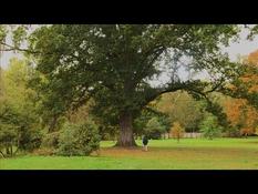 The "admirable trees" of Versailles, living memory of the past