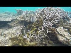 Mauritius: corals threatened by global warming