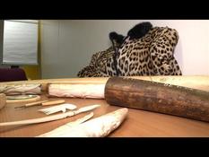 Belgium seeks to get rid of its ivory
