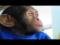 A chimpanzee, abused in Iraq, found refuge in Kenya