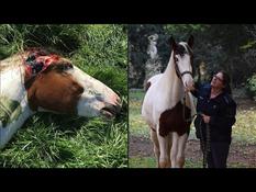 Mystery around a series of horse mutilations in France