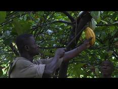 Cocoa: small Ivorian farmers between poverty and discouragement
