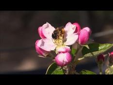 Solitary bees fly to the rescue of French orchards