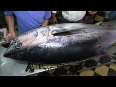 A 140 kg bluefin tuna caught by Gazan fishermen