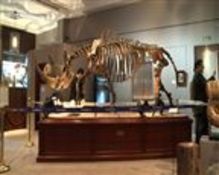 Rare dinosaur skeletons at auction