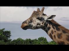 Ugandan zoo calls for funds to feed its animals