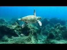 The perilous journey of sea turtles born on the Greek coast