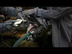 Mulhouse Zoo: successful dental surgery for Baikal, 14-year-old tiger