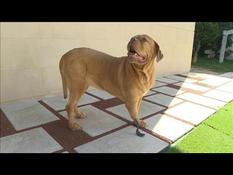 Ronda, imposing Bordeaux dogue saved by a bionic prosthesis