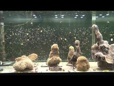 Scientists breed American coral in laboratory