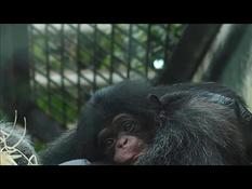 Rare birth of a baby chimpanzee at Beauval Zoo