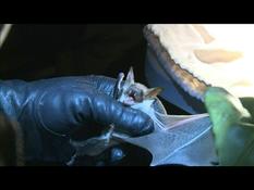 Between perils and secrets, a life of bats