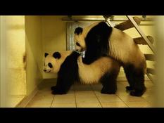 Beauval Zoo: the female panda Huan Huan artificially inseminated