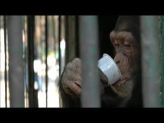 Milk tea and hot drinks for the animals of the Cairo Zoo, affected by the cold