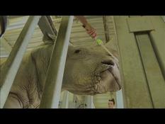 Rhinoceros, baby Maki catta: a delighted public returns to the Paris Zoo