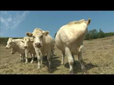 Repeated droughts: livestock farming threatened