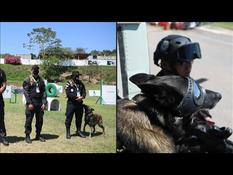 From drugs to Covid, the new task of police dogs in Mexico