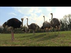 Ostrich breeder in France, an endangered profession?