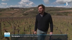 [Viticulture: the difficult protection of crops against climate damage]