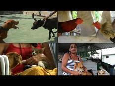 In Cuba, animal welfare, civil society’s first victory