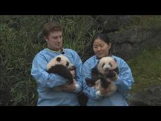 Belgium: ceremony at Pairi Daiza to give names to baby pandas