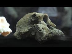 Discovery of a 3.8 million-year-old skull in Ethiopia