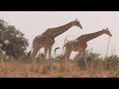 ARCHIVES/Niger: images of the Kouré giraffe reserve where the attack took place
