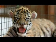 In full quarantine, a baby tiger still harmless named "Covid"