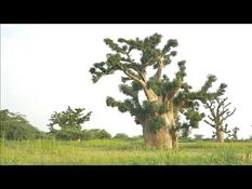 In Senegal, baobabs are under pressure from cement companies