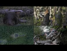 In Chile, the hunt for the beaver, the plague that threatens the forests of Patagonia