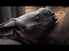 Rhinoceros, girafon... series of births at ZooParc de Beauval