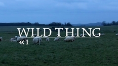 Wild Thing: Part 1