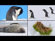 STOCKSHOTS: Antarctic flora and fauna
