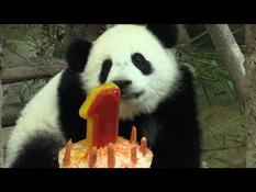 Malaysia: 1st candle for a giant panda at Kuala Lumpur Zoo